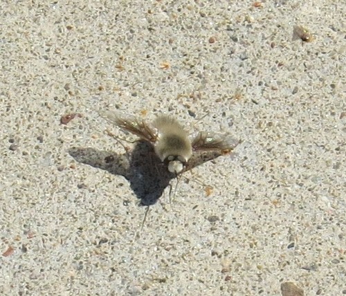 Bee Fly photo 4