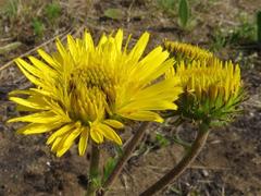 Berkheya speciosa lanceolata