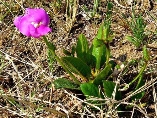 Wild Cow Pea