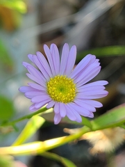 Erigeron cervinus