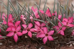 Adenium oleifolium
