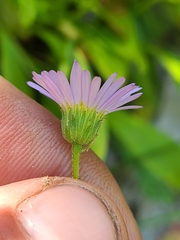 Erigeron cervinus