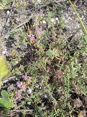 Thymus calcareus