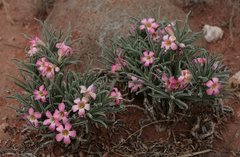 Adenium oleifolium
