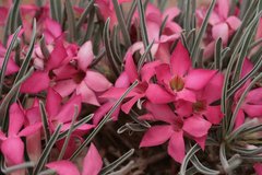 Adenium oleifolium