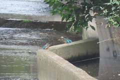Alcedo atthis