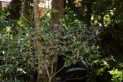 Psychotria leiocarpa