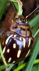 Paropsisterna anomala