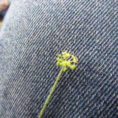 Hydrocotyle bonplandii