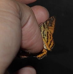 Myscelus nobilis