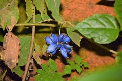 Coccocypselum lanceolatum