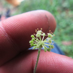 Hydrocotyle bonplandii