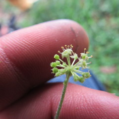 Hydrocotyle bonplandii