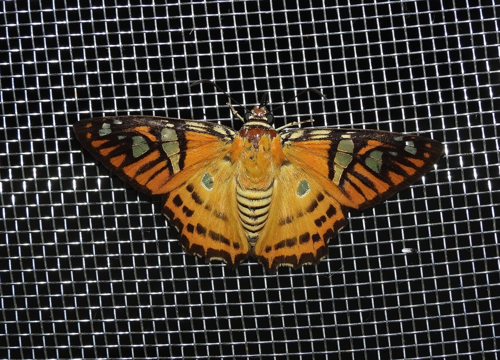 Myscelus nobilis