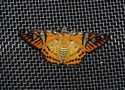 Myscelus nobilis