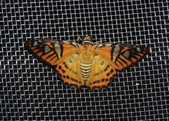 Myscelus nobilis
