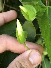 Calystegia sepium angulata