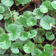 Hydrocotyle bonplandii