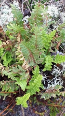 Woodsiaceae