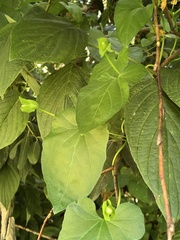 Calystegia sepium angulata