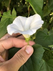 Calystegia sepium angulata