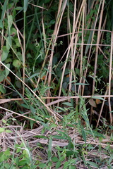 Symphyotrichum novi-belgii elodes