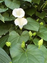 Calystegia sepium angulata