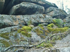 Asplenium subglandulosum