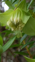 Pimelea suaveolens
