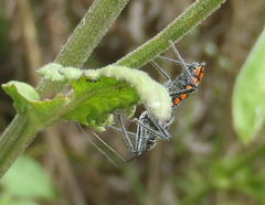 Rhynocoris tristis