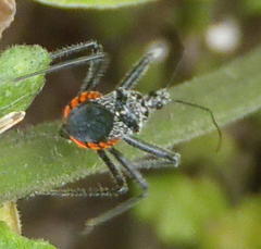 Rhynocoris tristis