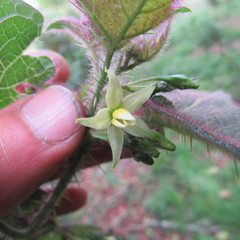 Solanum acerifolium
