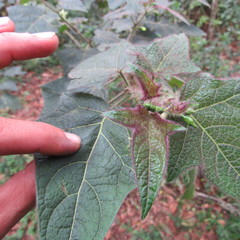 Solanum acerifolium