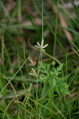 Cyperus flavescens