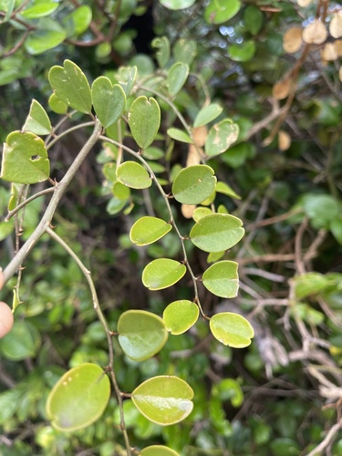 Capparis fascicularis image