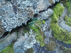 Asplenium subglandulosum