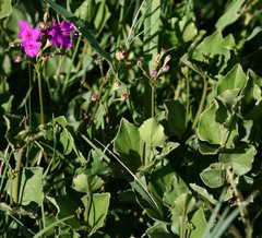 Commicarpus pentandrus