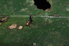 Cephalotes umbraculatus