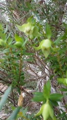 Pimelea suaveolens