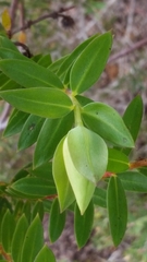 Pimelea suaveolens