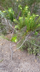 Pimelea suaveolens