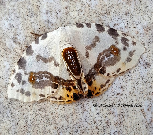 How to identify Sewa orbiferata (Walker, 1862)