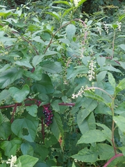 Phytolacca americana