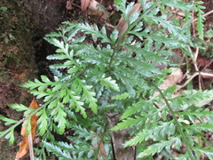 Asplenium lamprophyllum