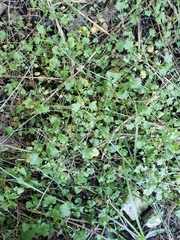 Cardamine occulta