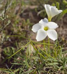 Oxalis smithiana