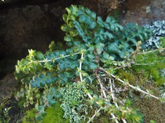 Asplenium subglandulosum