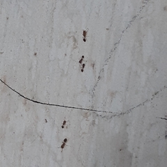 Formicoidea