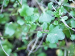 Cardamine occulta