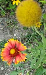 Gaillardia × grandiflora